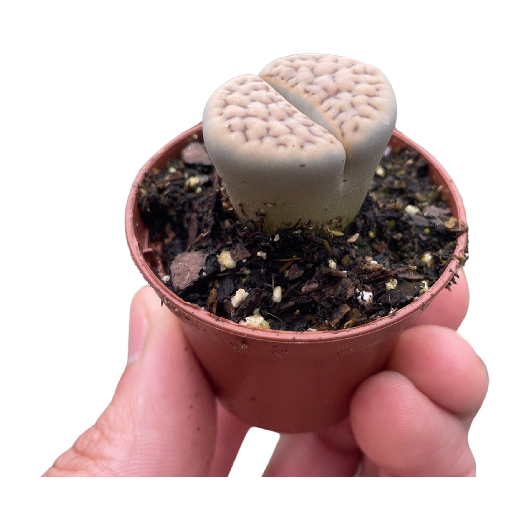 Lithop Living Stone