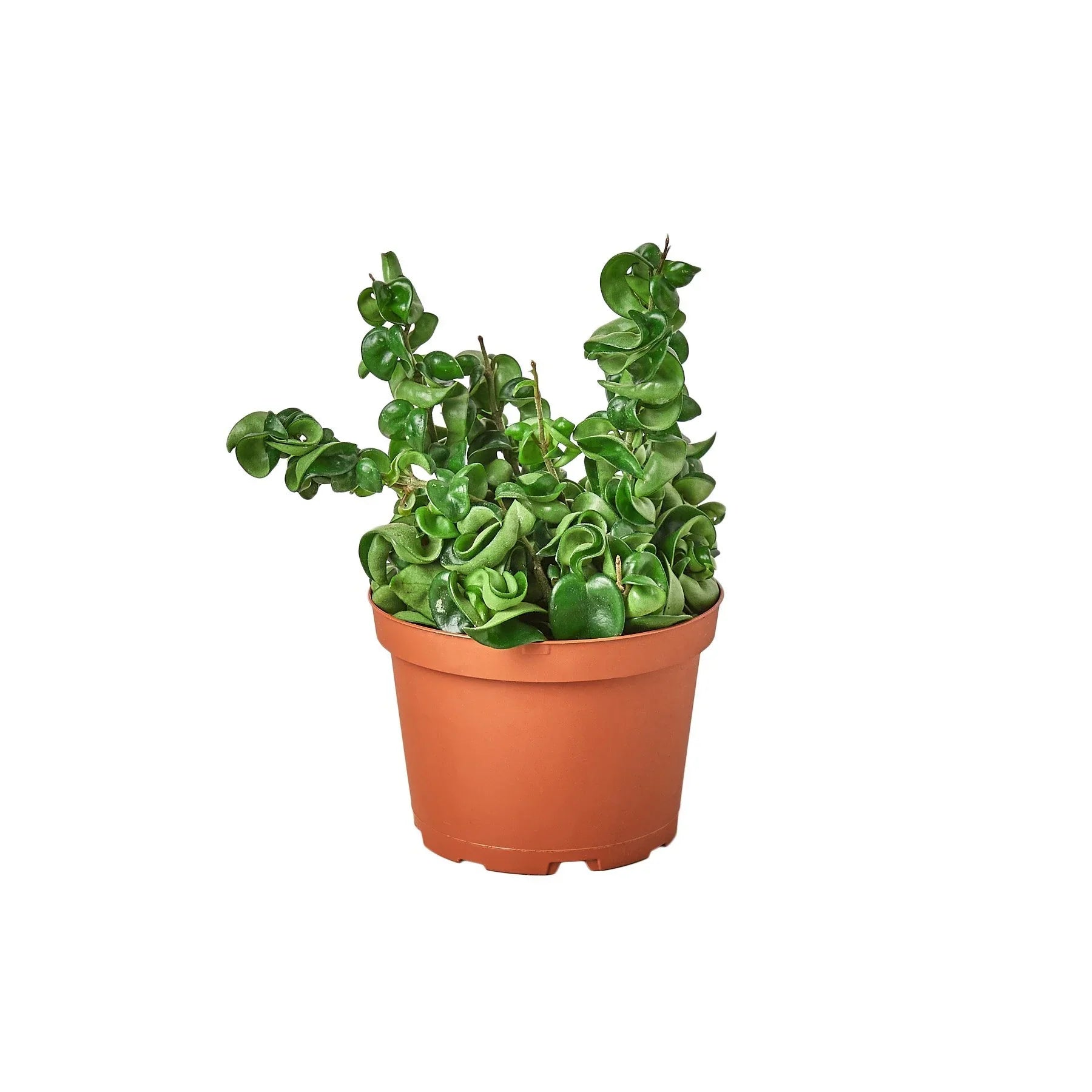 Hoya Rope Plant – view 5
