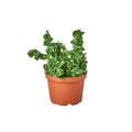Hoya Rope Plant Live Plant – 6" Nursery Pot