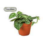 Pothos 'Satin'