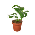 Philodendron Mini Monstera Minima Live Plant – 4" Nursery Pot