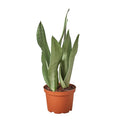 Snake Plant Moonshine Live Plant – 6" Nursery Pot