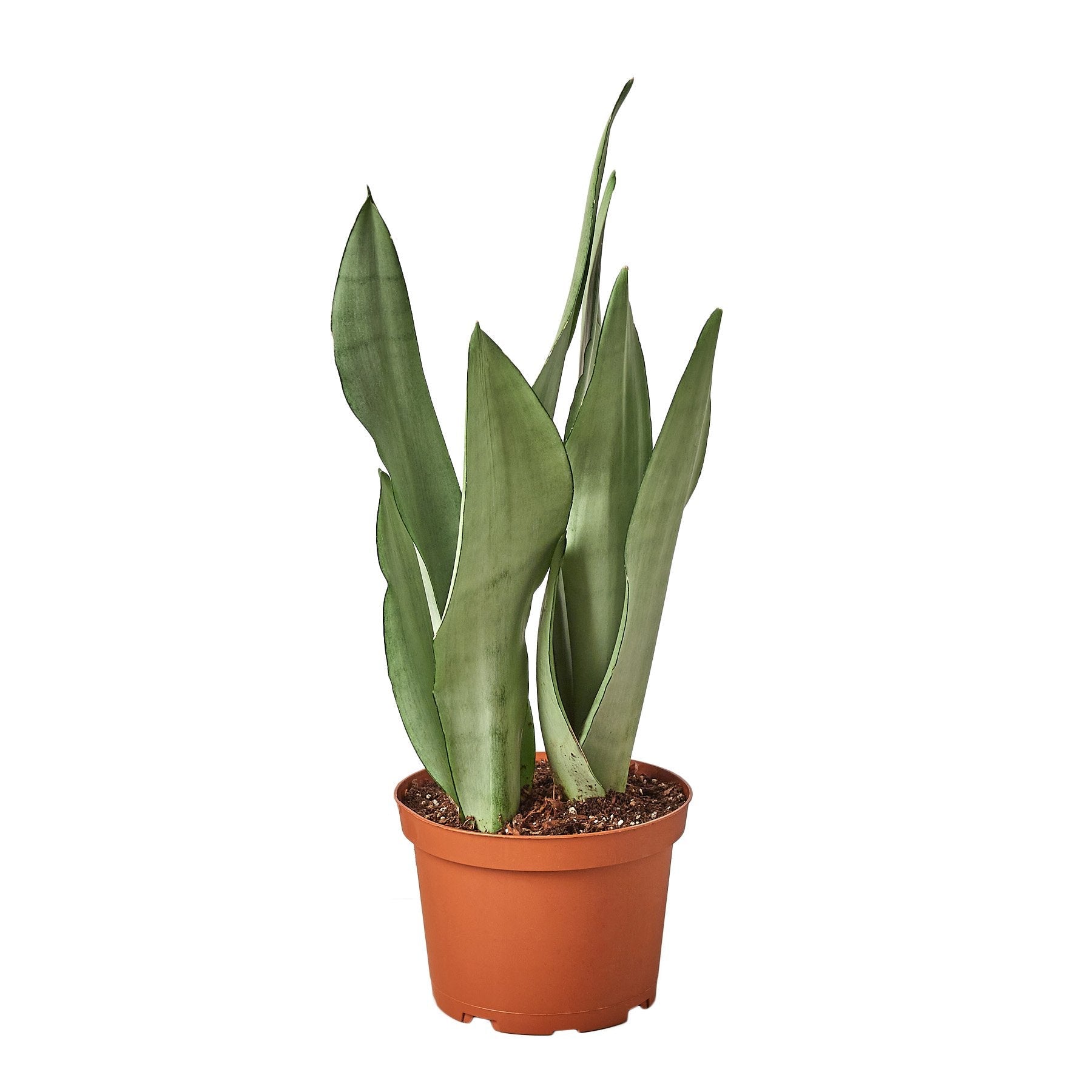 Snake Plant Moonshine Live Plant – 6" Nursery Pot