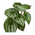 Peperomia Watermelon