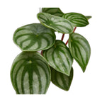 Peperomia Watermelon