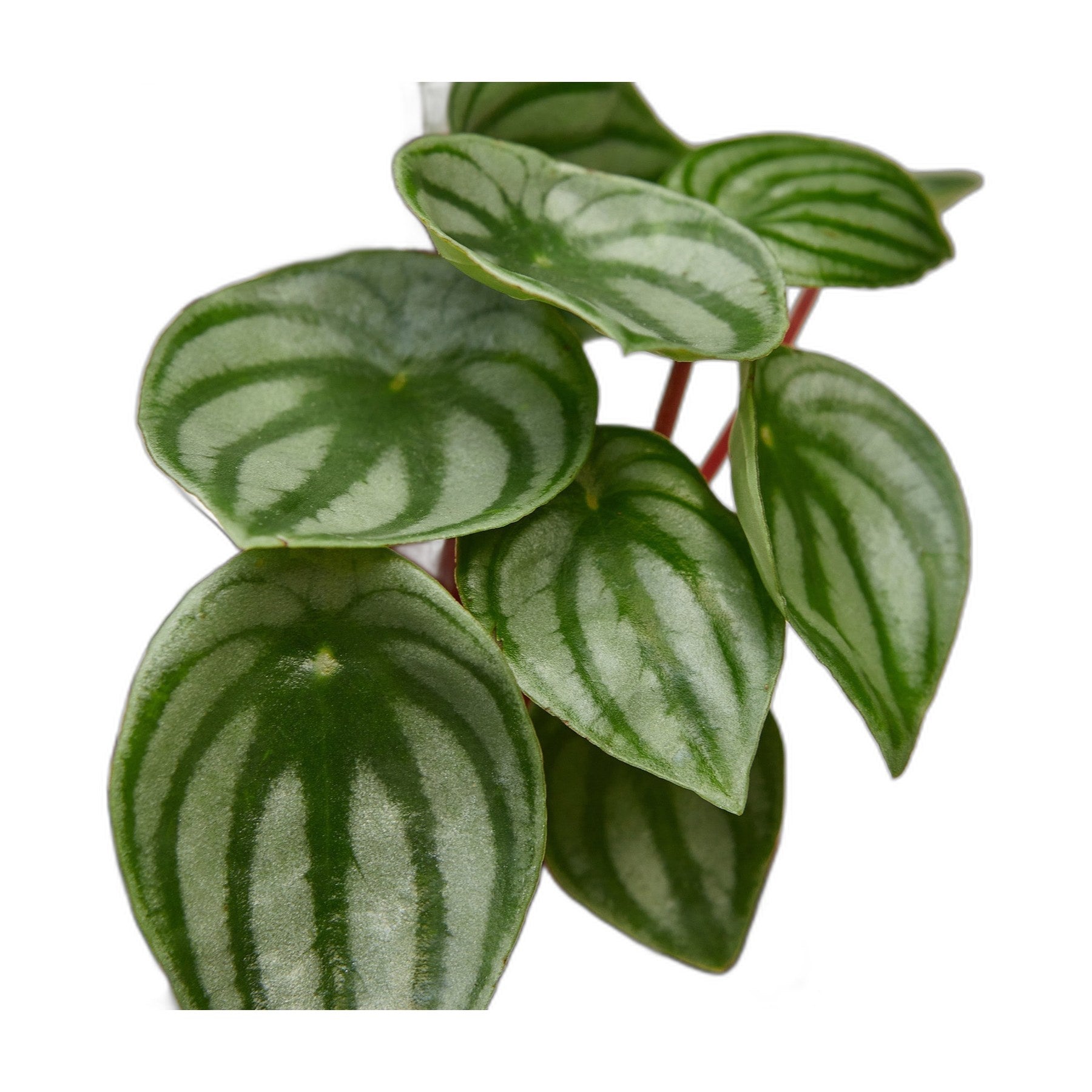 Peperomia Watermelon