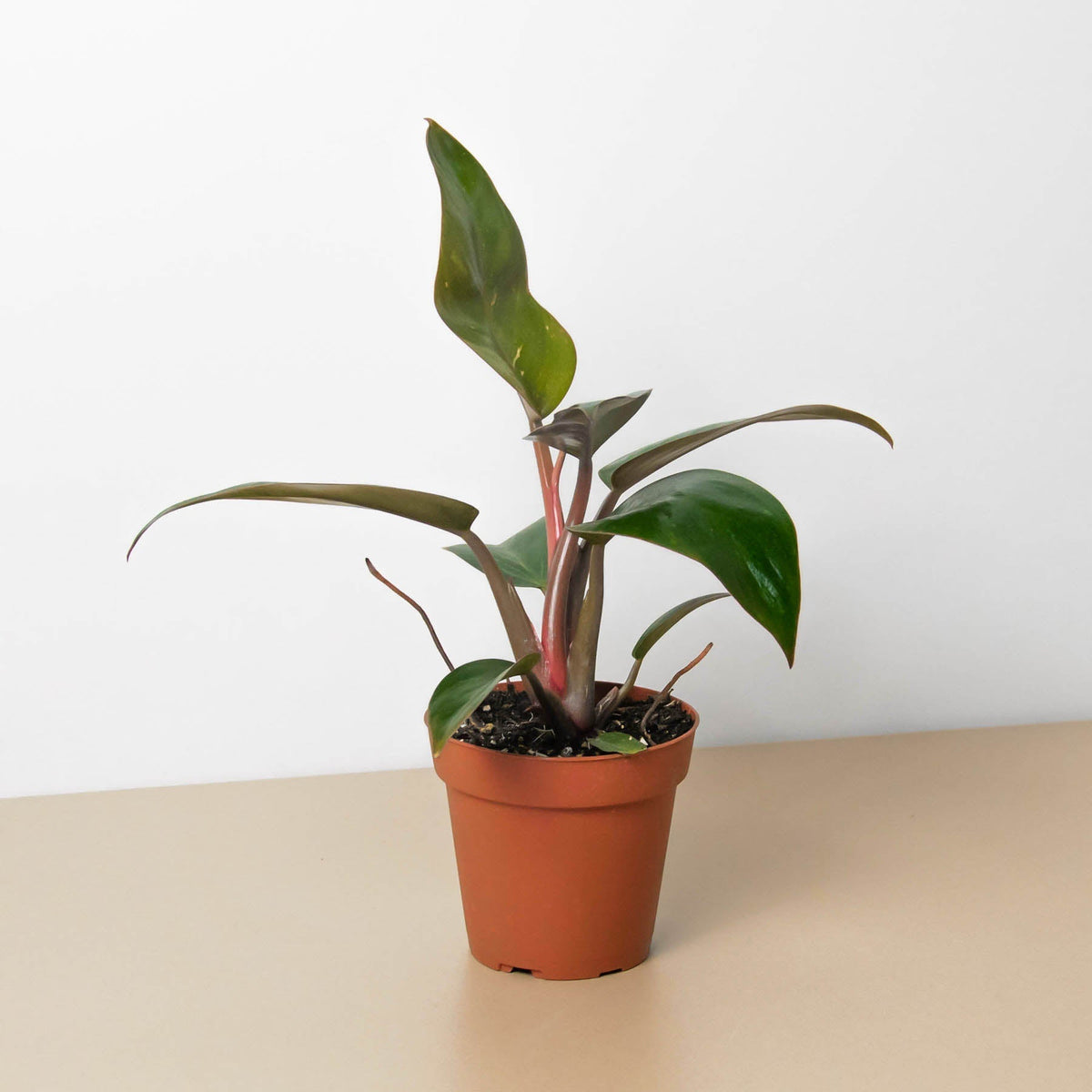 Philodendron 'Birkin Pink' – view 2