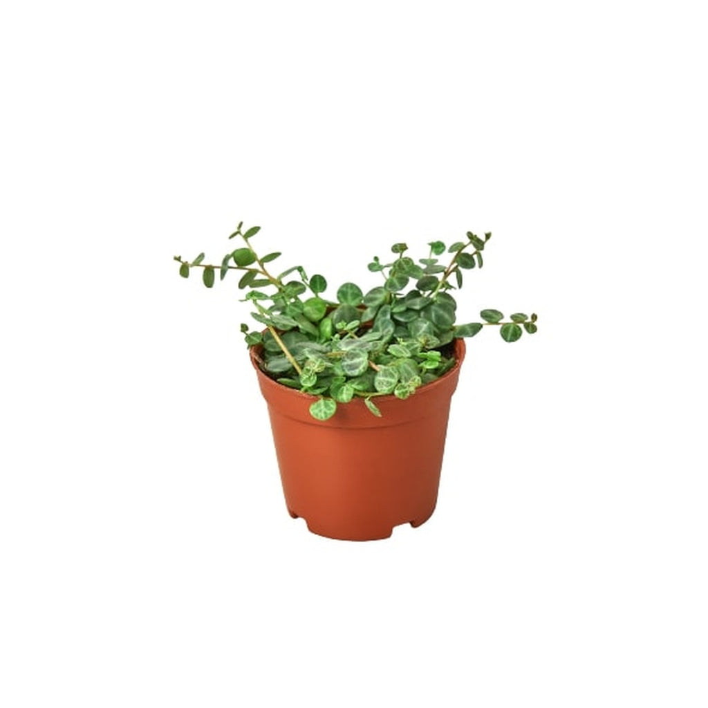 Peperomia Prostrata 'String of Turtles'