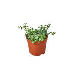 Peperomia Prostrata 'String of Turtles'