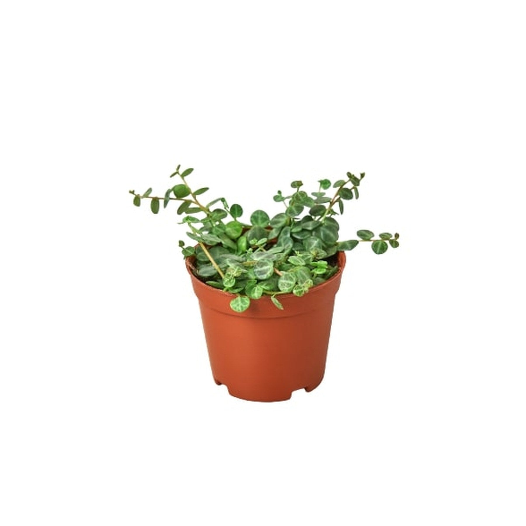 Peperomia Prostrata 'String of Turtles'