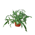 Fern 'Blue Star'