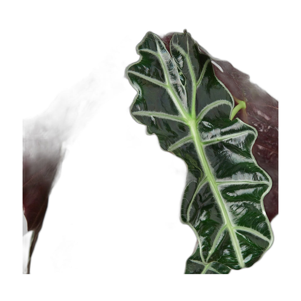 Alocasia Polly 'African Mask'