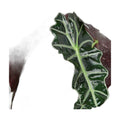 Alocasia Polly 'African Mask'