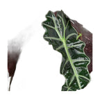 Alocasia Polly 'African Mask'