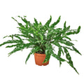 Fern 'Kangaroo Paw' Live Plant – 6" Nursery Pot