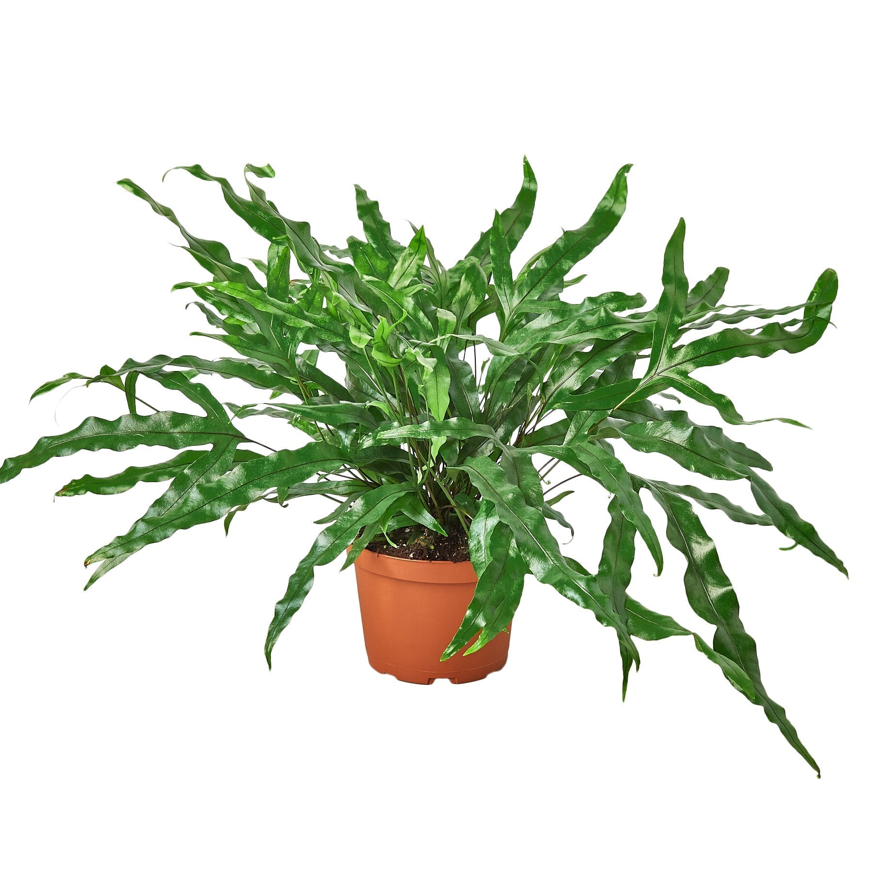 Fern 'Kangaroo Paw' Live Plant – 6" Nursery Pot