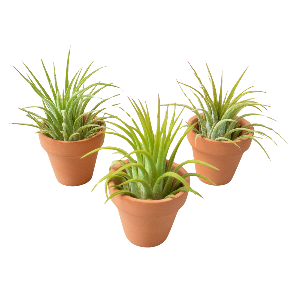3 Ionantha Air Plants with Mini Terra Cotta Pots – view 3