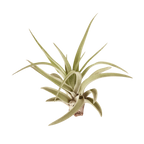 Tillandsia Air Plant Veluntina