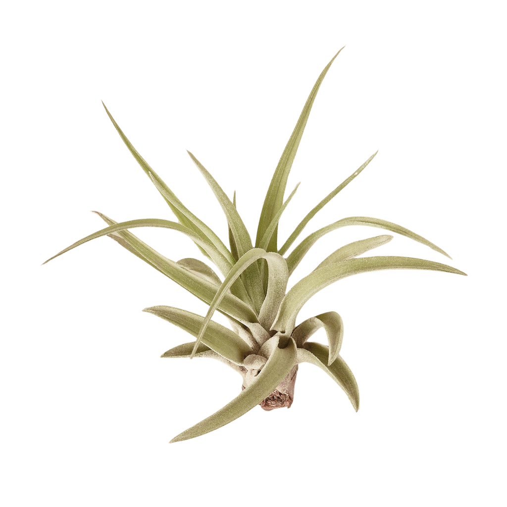 Tillandsia Air Plant Veluntina – view 3