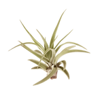 Tillandsia Air Plant Veluntina – view 3