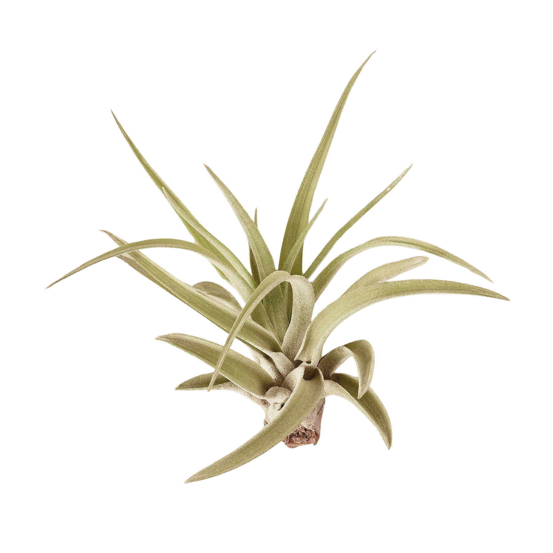 Tillandsia Air Plant Veluntina – view 3