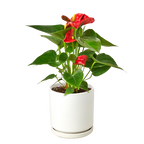 Anthurium 'Red' – view 11