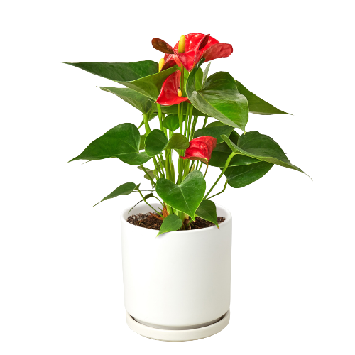 Anthurium 'Red' – view 11
