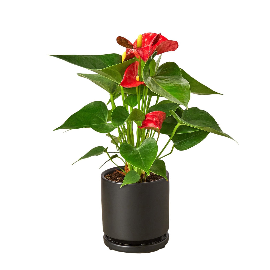 Anthurium 'Red' – view 3