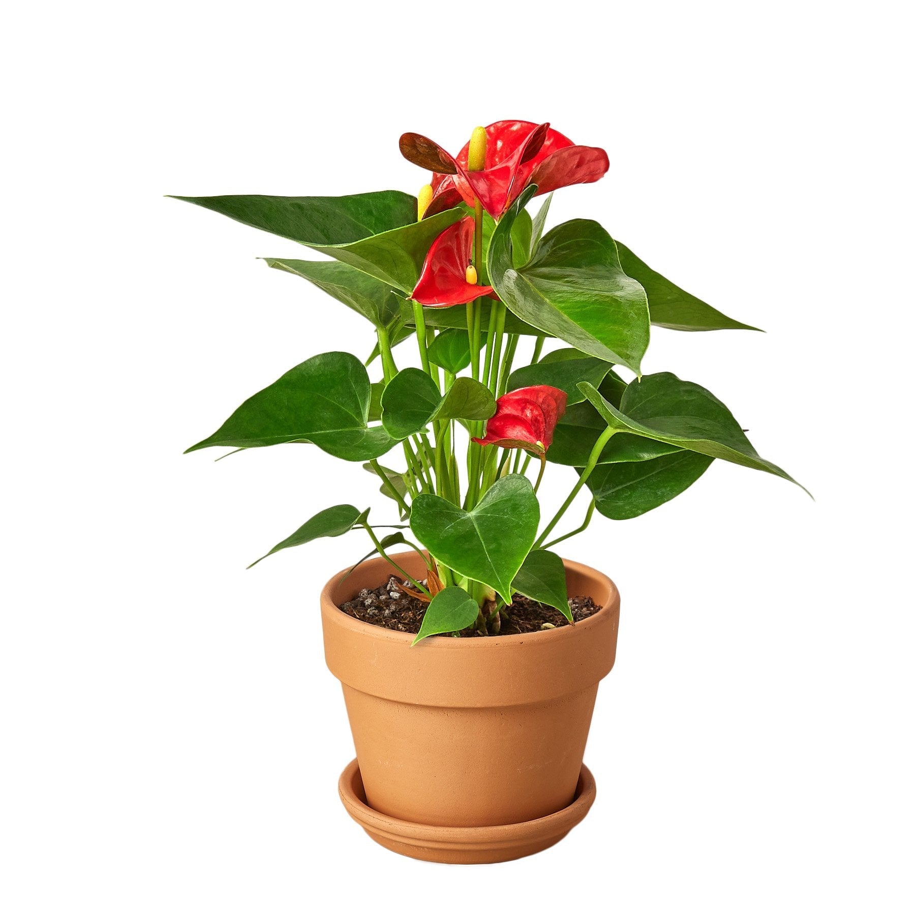 Anthurium 'Red' – view 2