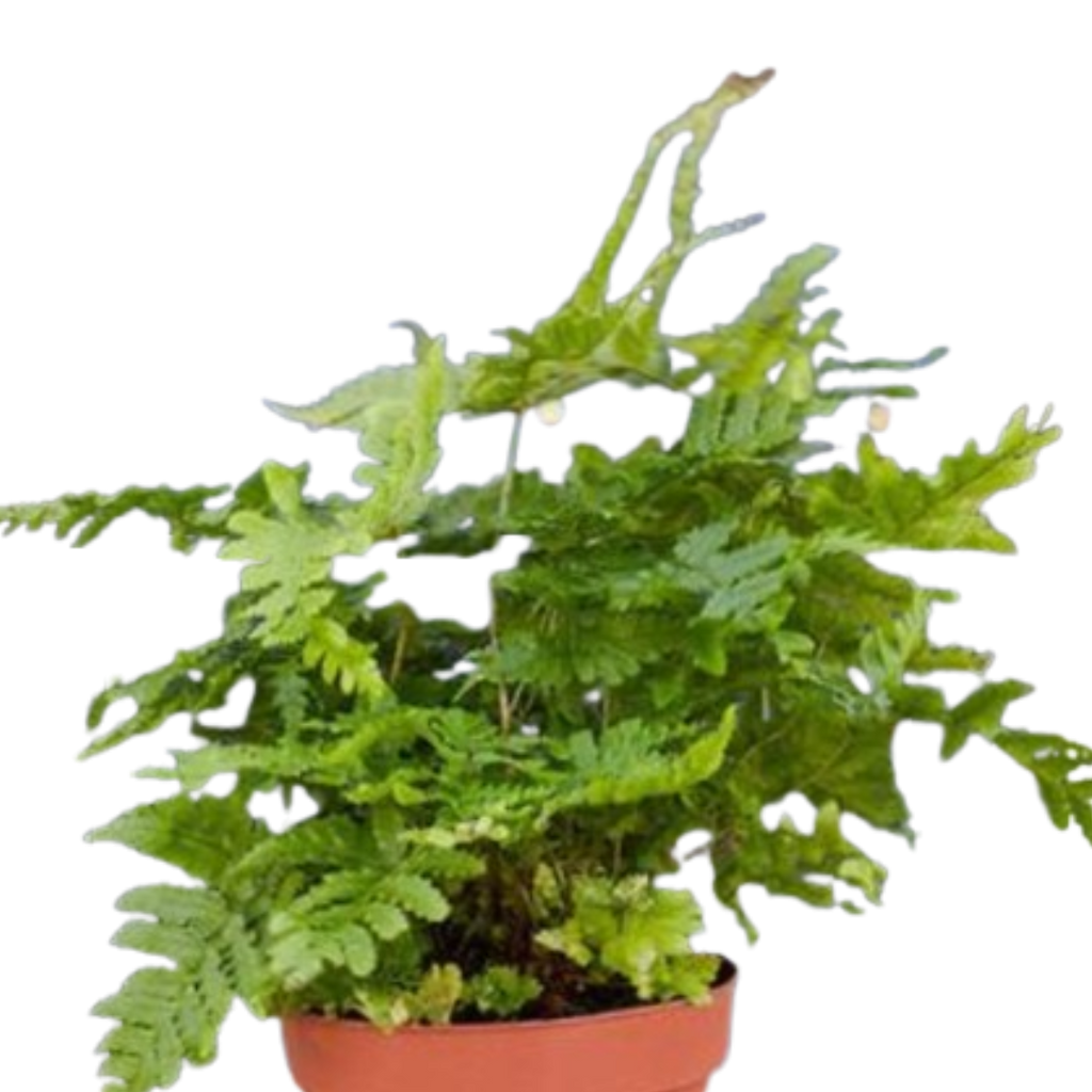 'Autumn' Fern Live Plant – 4" Nursery Pot