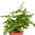 'Autumn' Fern Live Plant – 4" Nursery Pot