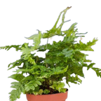 'Autumn' Fern Live Plant – 4" Nursery Pot