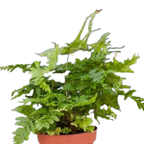 'Autumn' Fern Live Plant – 4" Nursery Pot