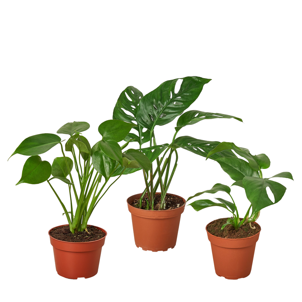 Monstera Bundle – view 4