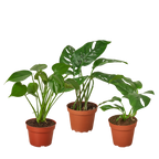 Monstera Bundle – view 4