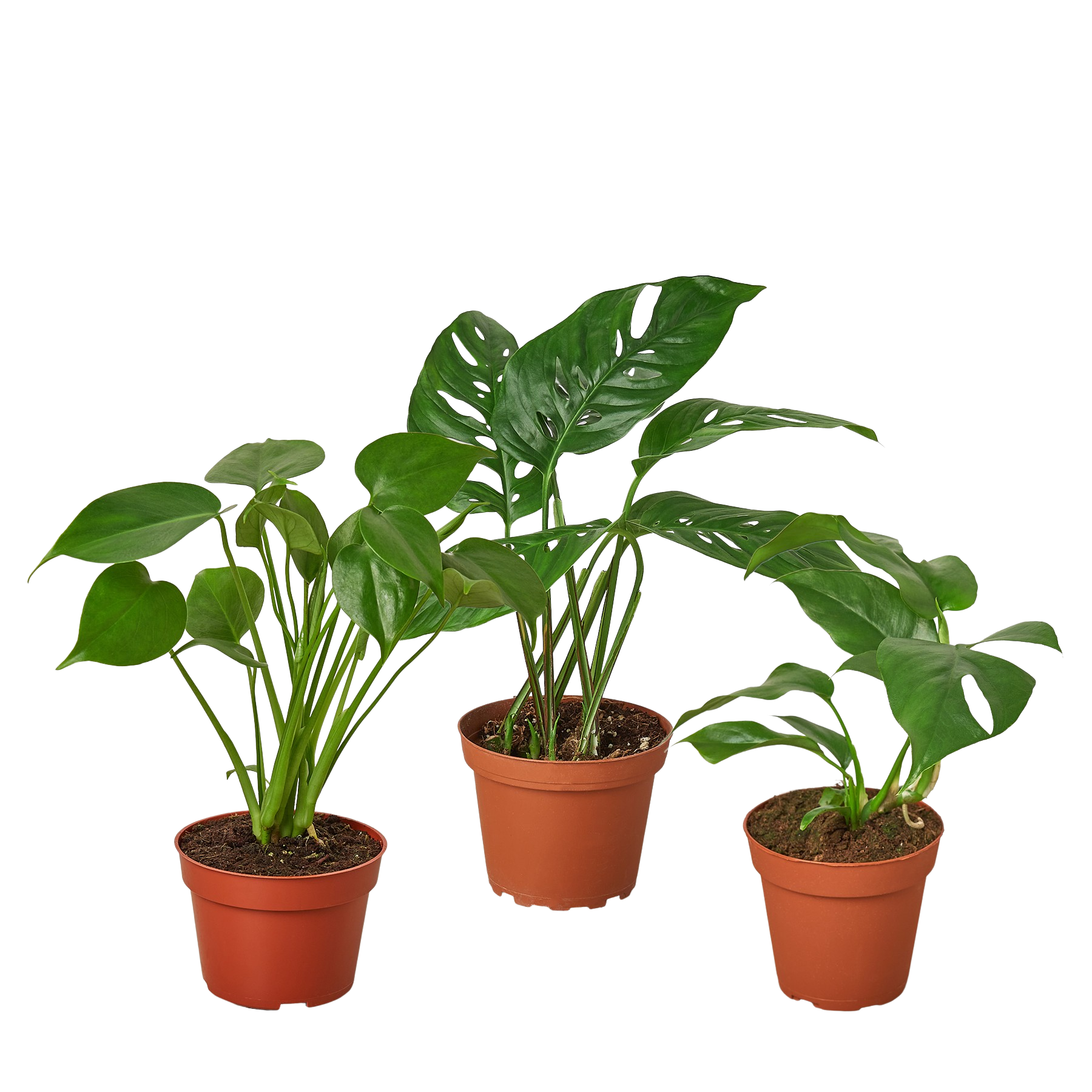 Monstera Bundle – view 4