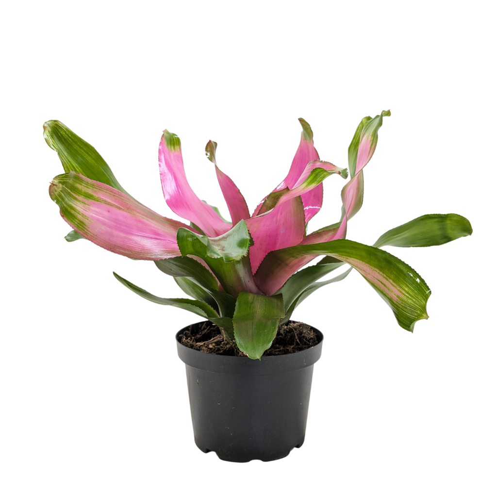 Bromeliad 'Donna' Live Plant