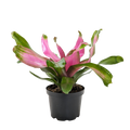 Bromeliad 'Donna' Live Plant