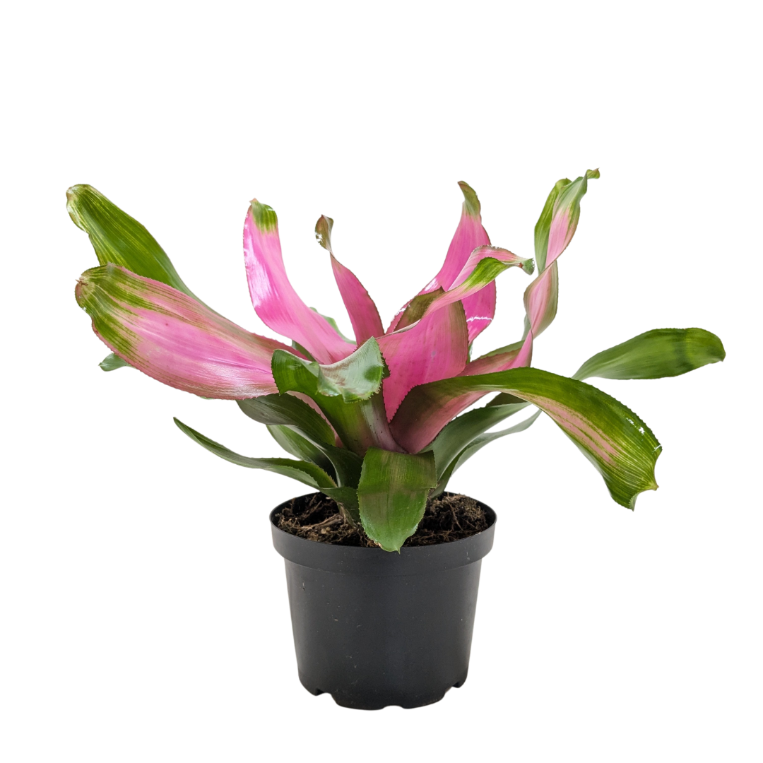 Bromeliad 'Donna' Live Plant