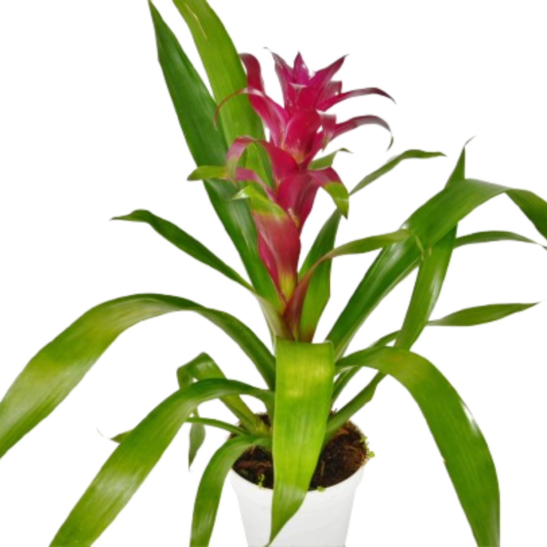 Bromeliad Guzmania 'Purple'