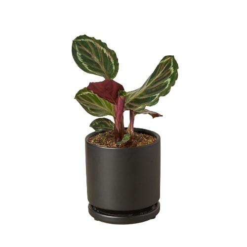 Calathea Roseopicta 'Medallion' – view 5