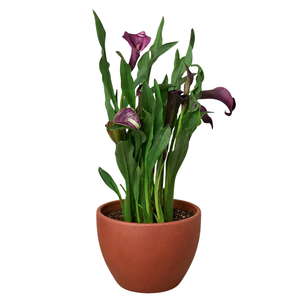 Calla Lily – view 29