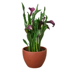 Calla Lily – view 29