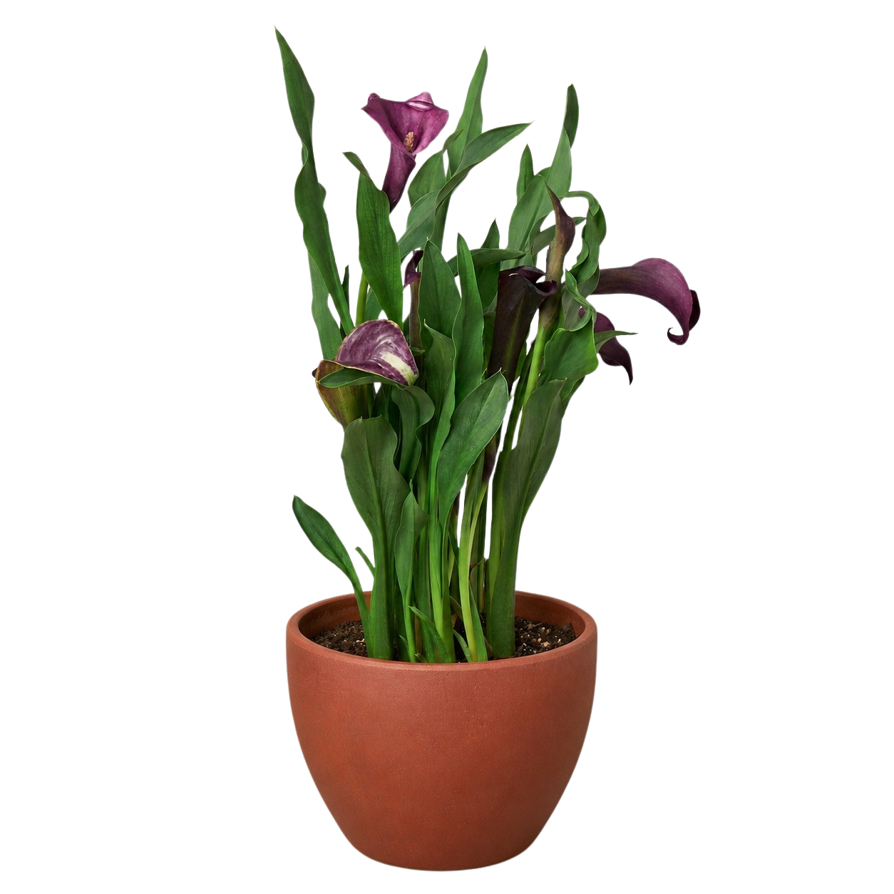 Calla Lily – view 29