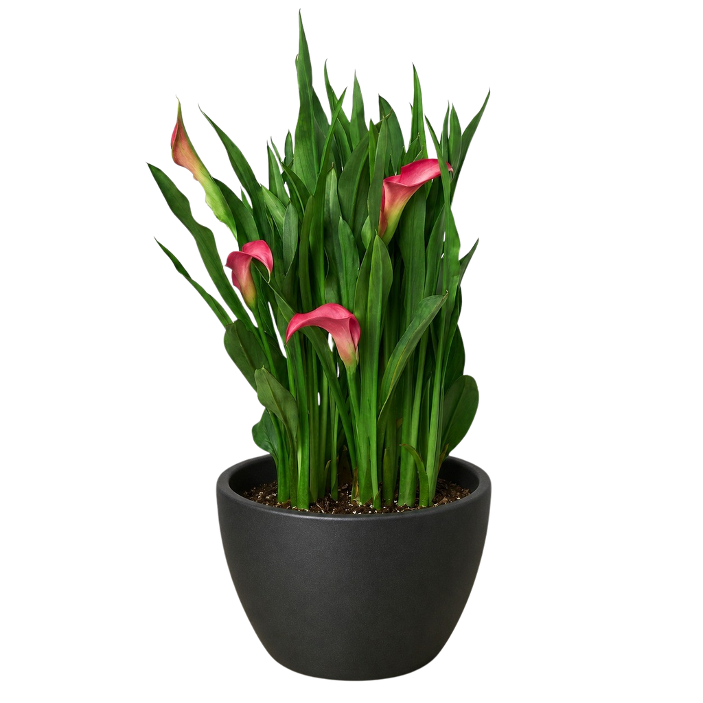 Calla Lily – view 17
