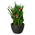 Calla Lily – view 17