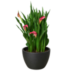 Calla Lily – view 17