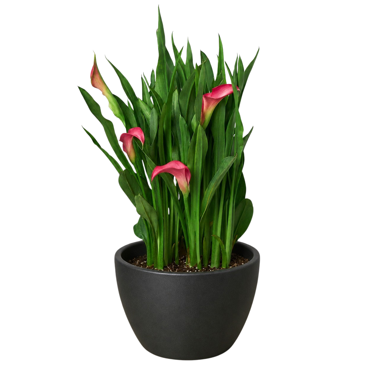 Calla Lily – view 17