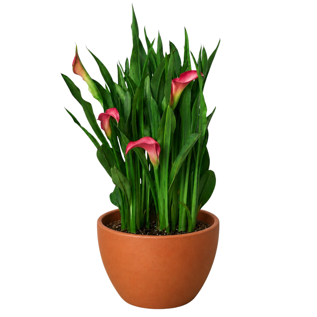 Calla Lily – view 18