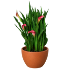 Calla Lily – view 18
